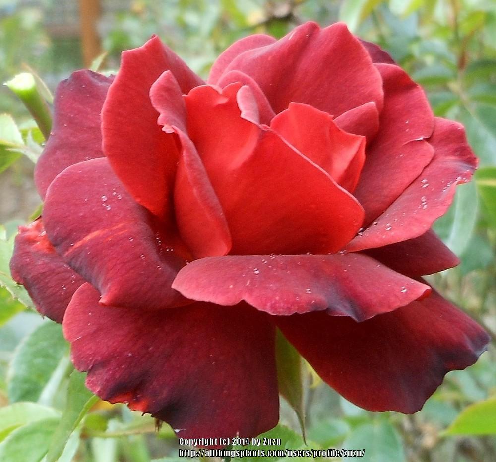 Photo of Rose (Rosa 'Chocolate Sundae') uploaded by zuzu