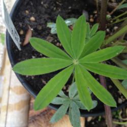 Location: The garden at Sanabria
Date: 2014-08-17
Like every other lupin leaf.