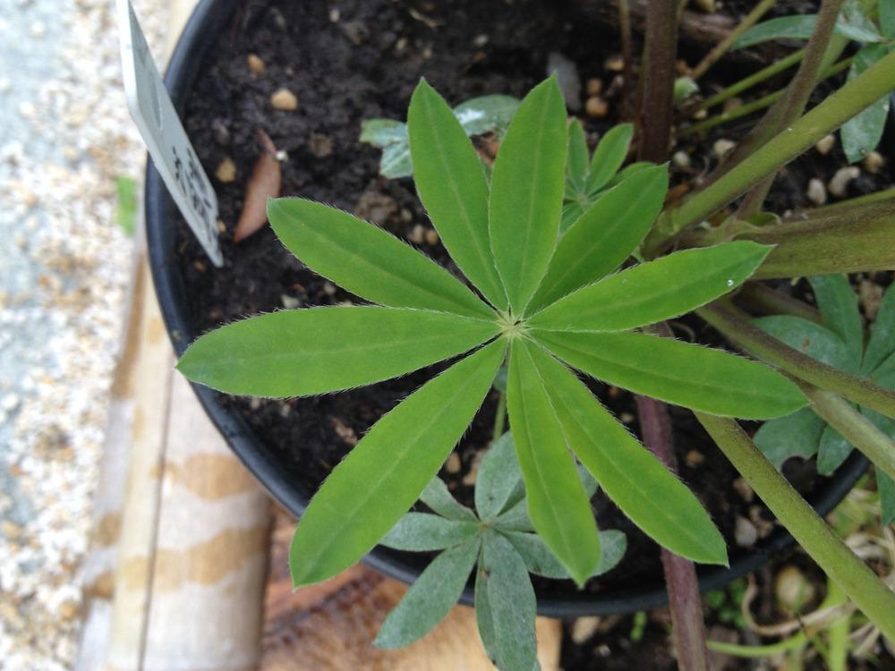 Photo of Lupin (Lupinus Westcountry™ Rachel de Thame) uploaded by Cantillon