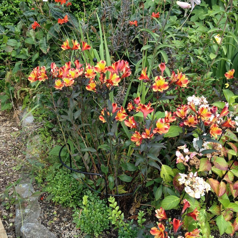 Photo of Peruvian Lily (Alstroemeria Inticancha® Indian Summer) uploaded by Cantillon