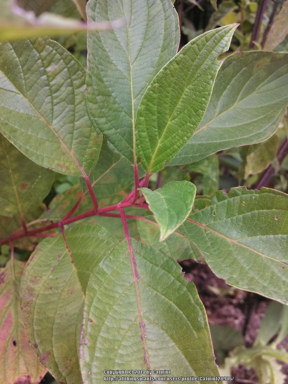 Photo of Red Twig Dogwood (Cornus sericea subsp. sericea Arctic Fire® Red) uploaded by Catmint20906