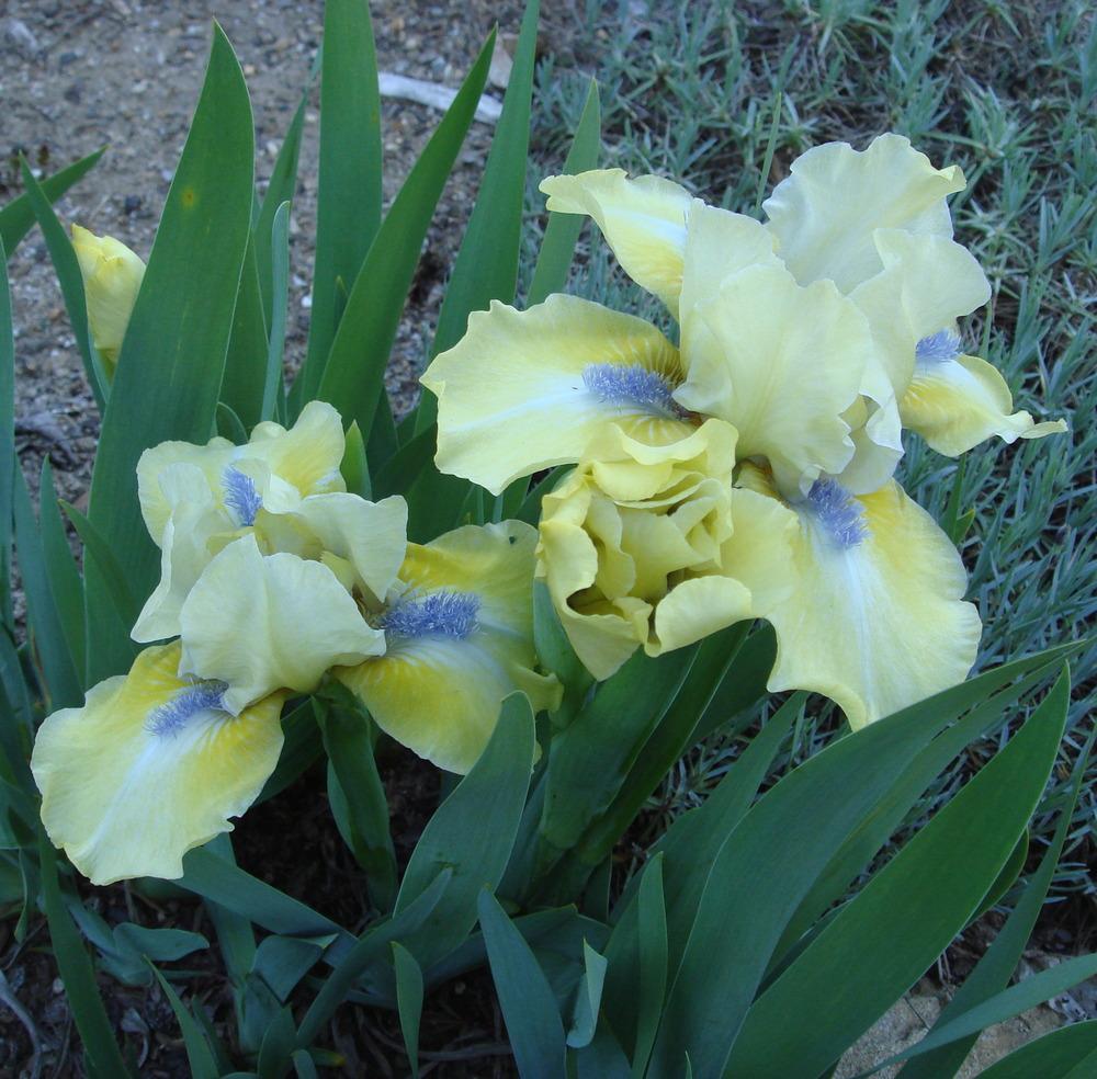 Photo of Standard Dwarf Bearded Iris (Iris 'Sarah Taylor') uploaded by Henhouse