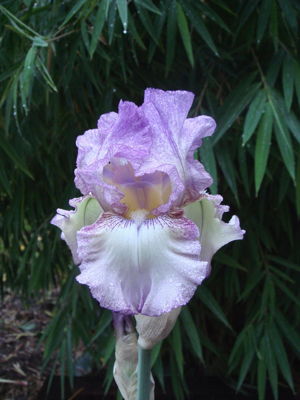 Photo of Tall Bearded Iris (Iris 'Autumn Tryst') uploaded by Henhouse