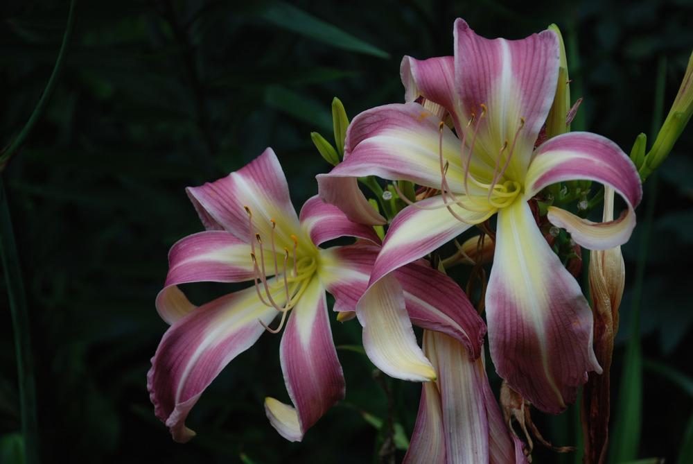 Photo of Daylily (Hemerocallis 'Orchid Corsage') uploaded by bearsearch