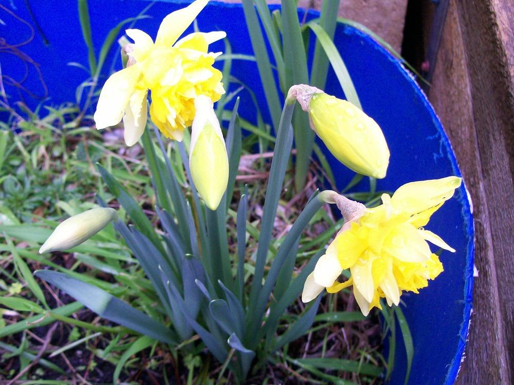 Photo of Double Daffodil (Narcissus 'Telamonius Plenus') uploaded by gwhizz