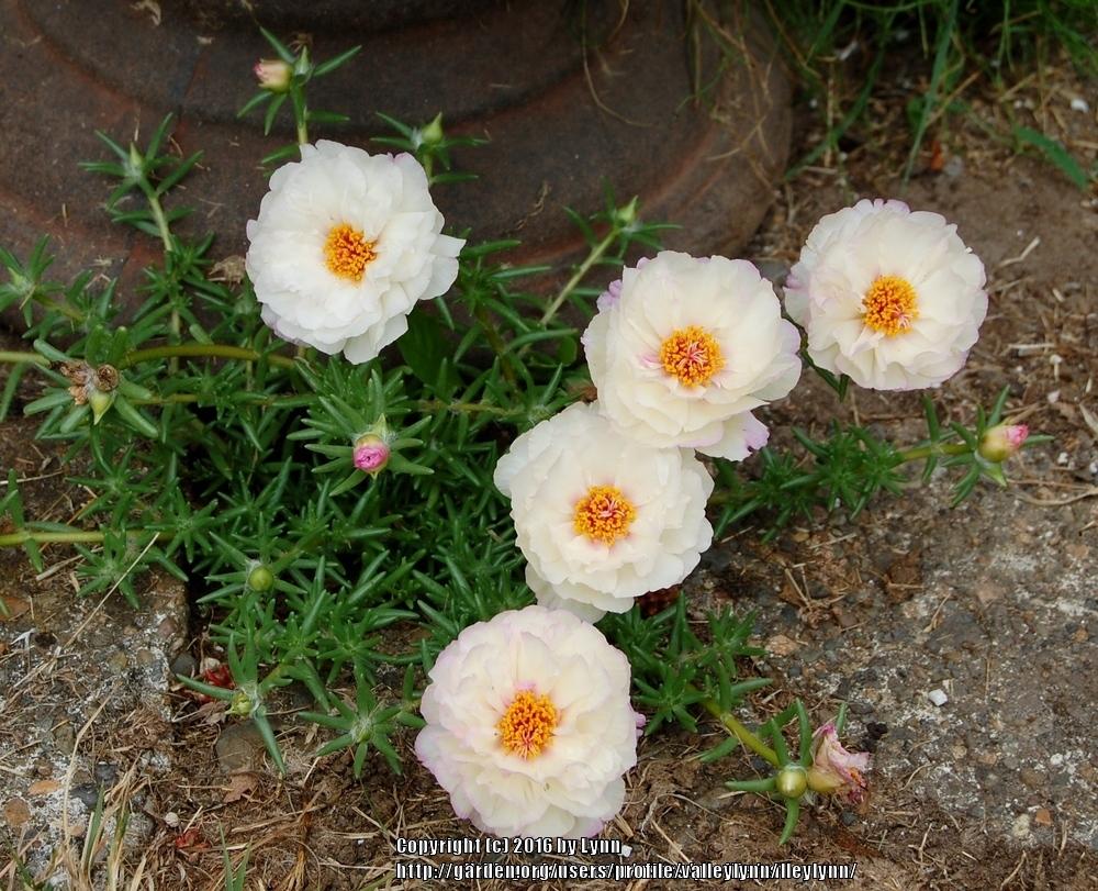 Photo of Moss Rose (Portulaca grandiflora) uploaded by valleylynn