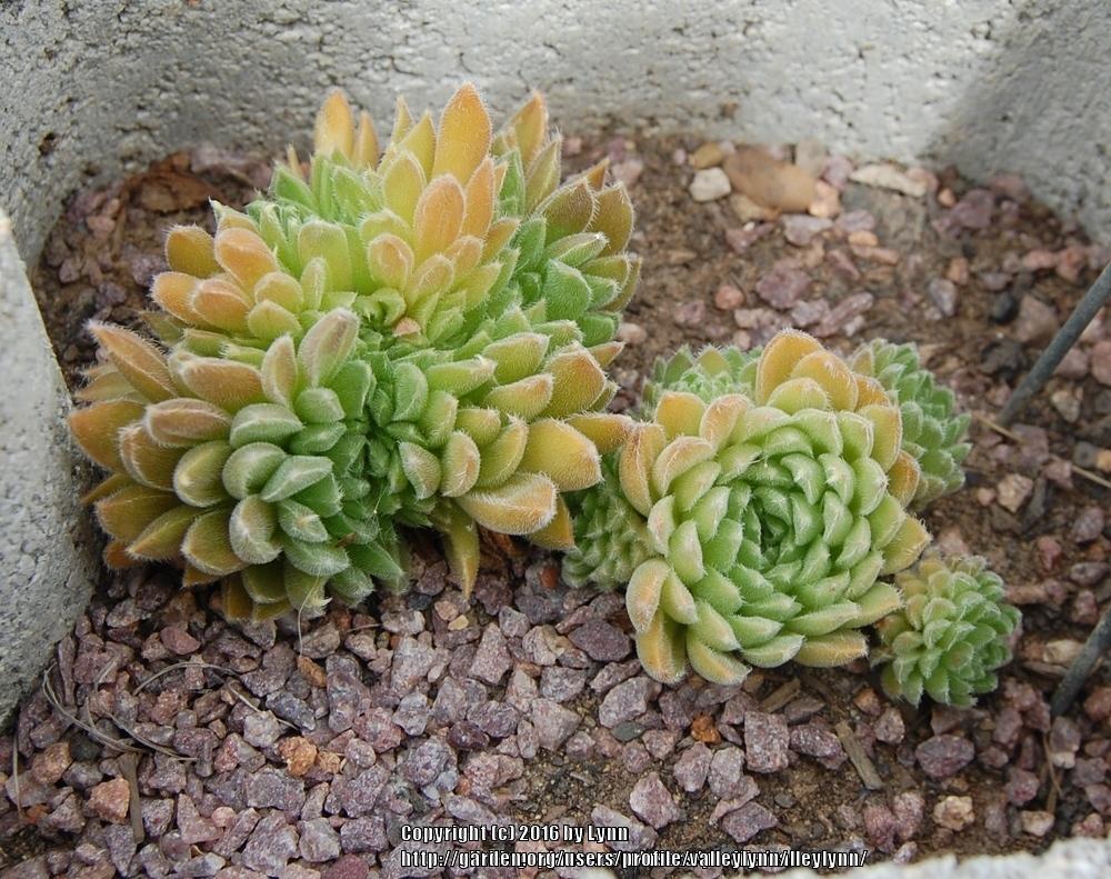 Photo of Hen and Chicks (Sempervivum 'Whirl-i-gig') uploaded by valleylynn