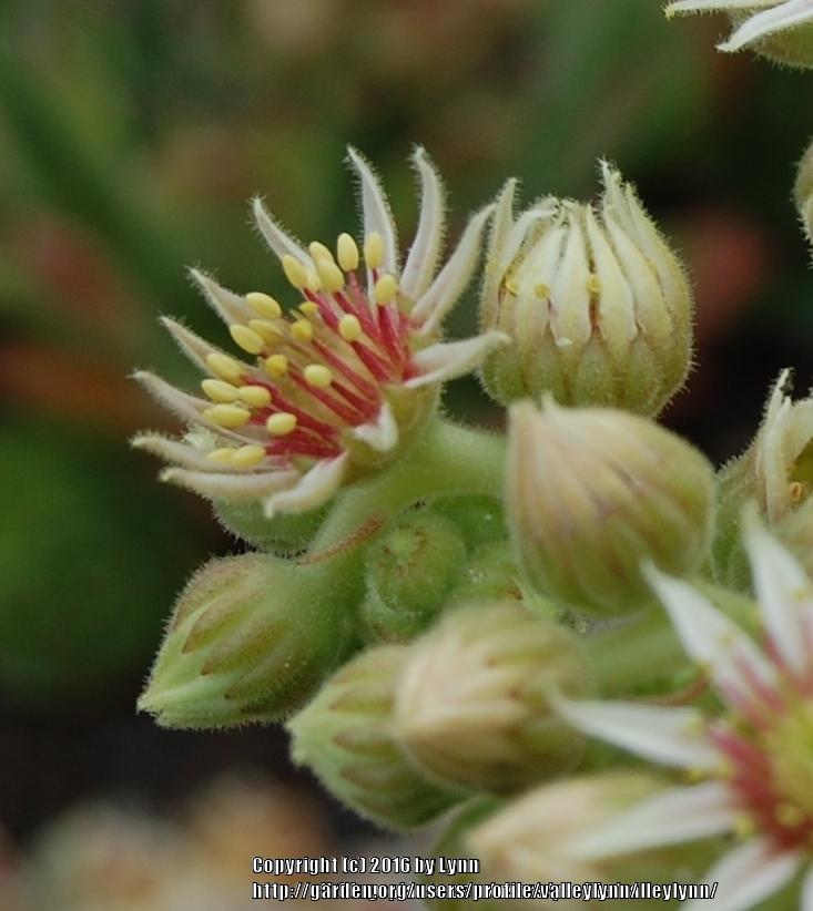 Photo of Hen and Chicks (Sempervivum 'Pacific Wick's Bloom') uploaded by valleylynn