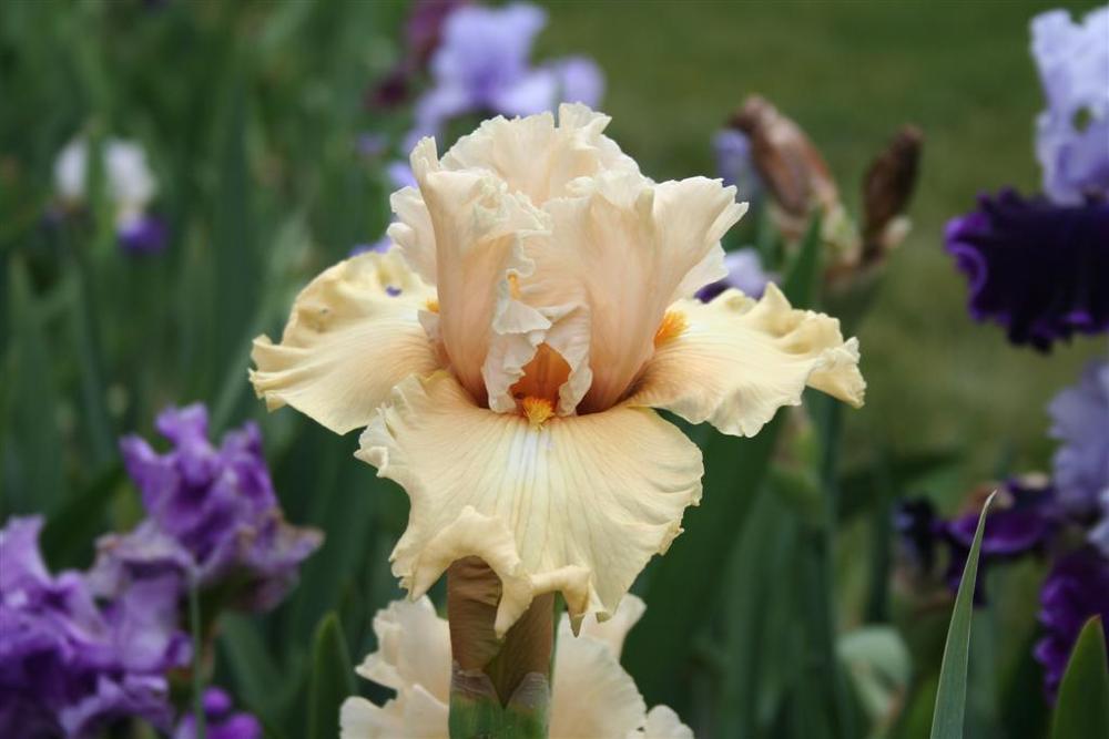 Photo of Tall Bearded Iris (Iris 'Comes the Dawn') uploaded by KentPfeiffer