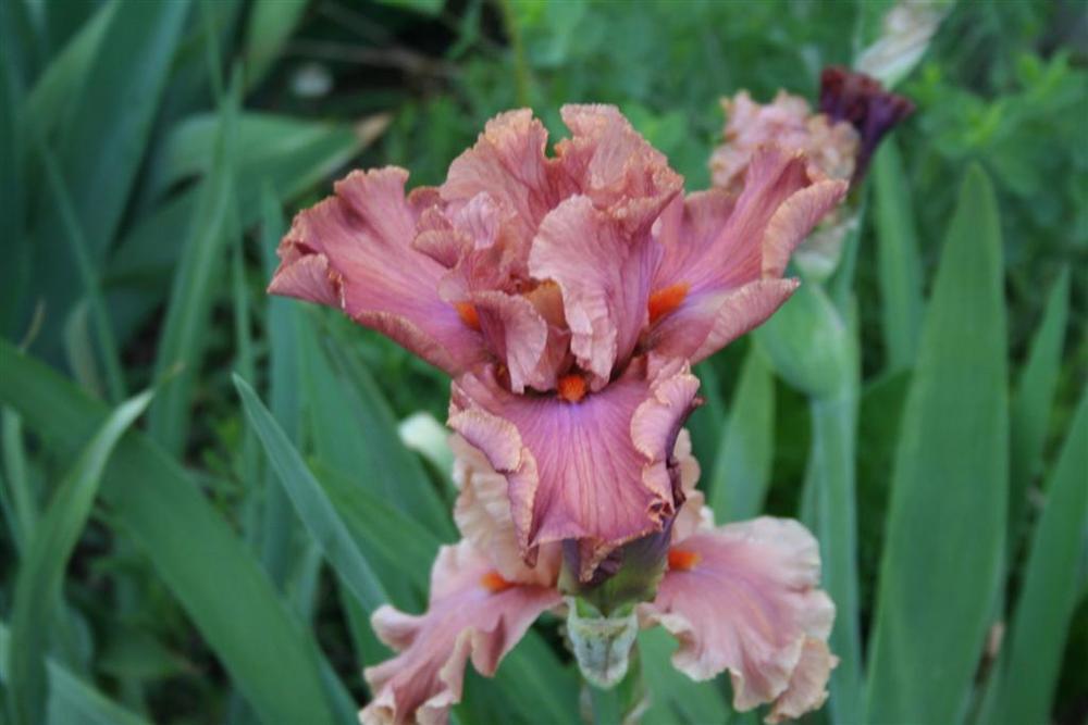Photo of Tall Bearded Iris (Iris 'Copper Clouds') uploaded by KentPfeiffer