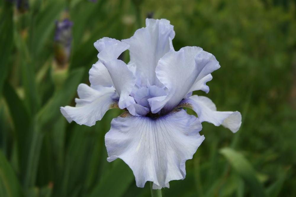 Photo of Tall Bearded Iris (Iris 'Clyde') uploaded by KentPfeiffer