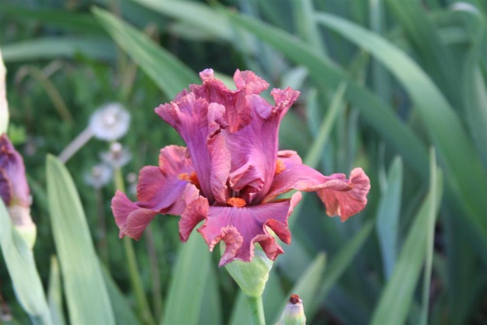 Photo of Tall Bearded Iris (Iris 'Copper Clouds') uploaded by KentPfeiffer