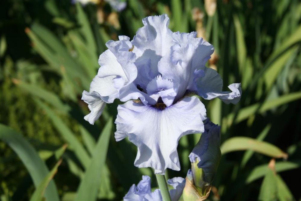 Photo of Tall Bearded Iris (Iris 'Clyde') uploaded by KentPfeiffer