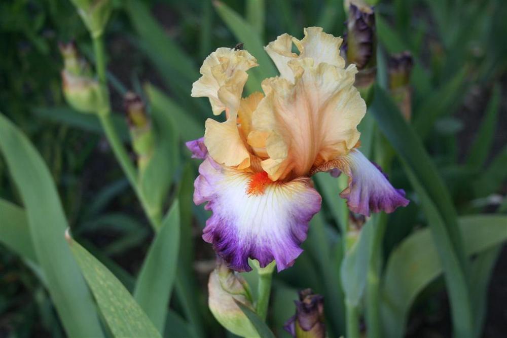 Photo of Tall Bearded Iris (Iris 'Comfortable') uploaded by KentPfeiffer