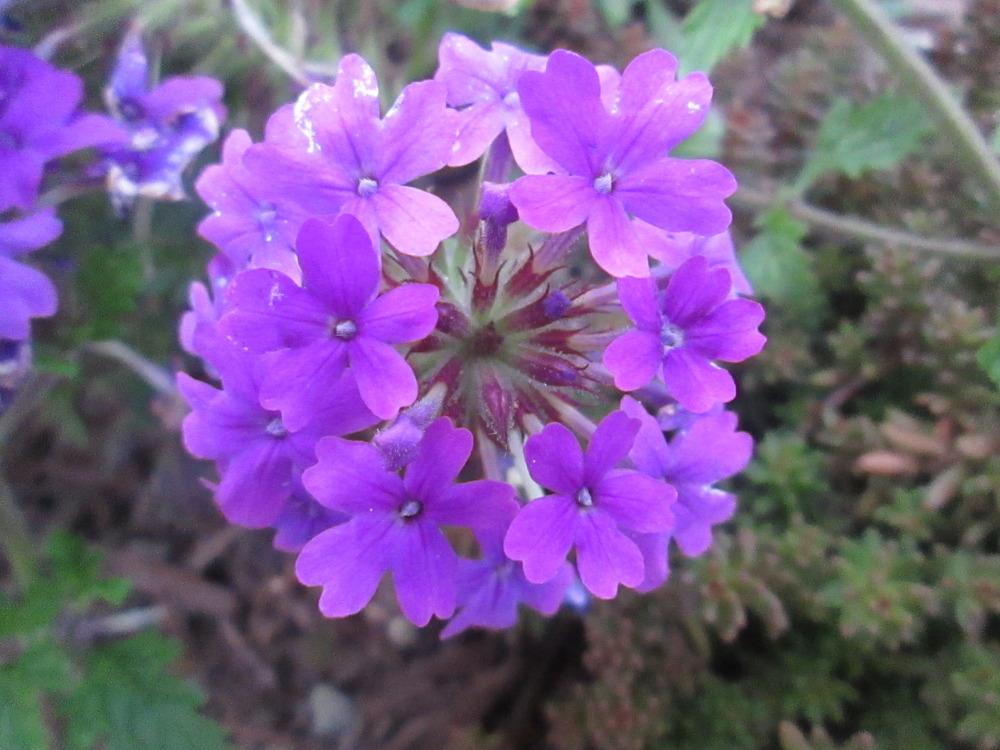 Photo of Purple Verbena (Verbena canadensis 'Homestead Purple') uploaded by kingconeflower