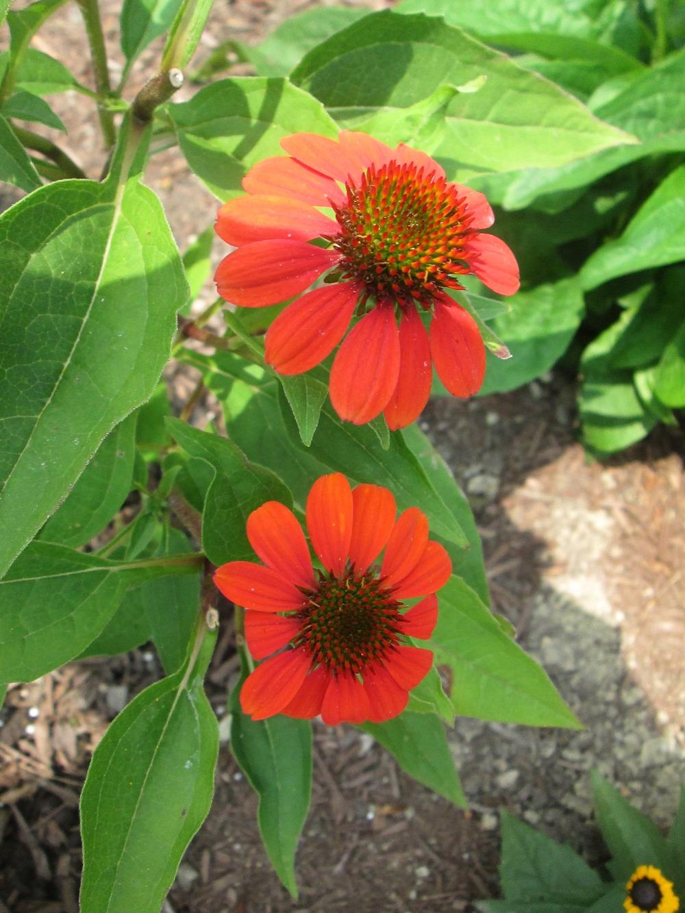Photo of Coneflower (Echinacea Sombrero® Adobe Orange) uploaded by kingconeflower