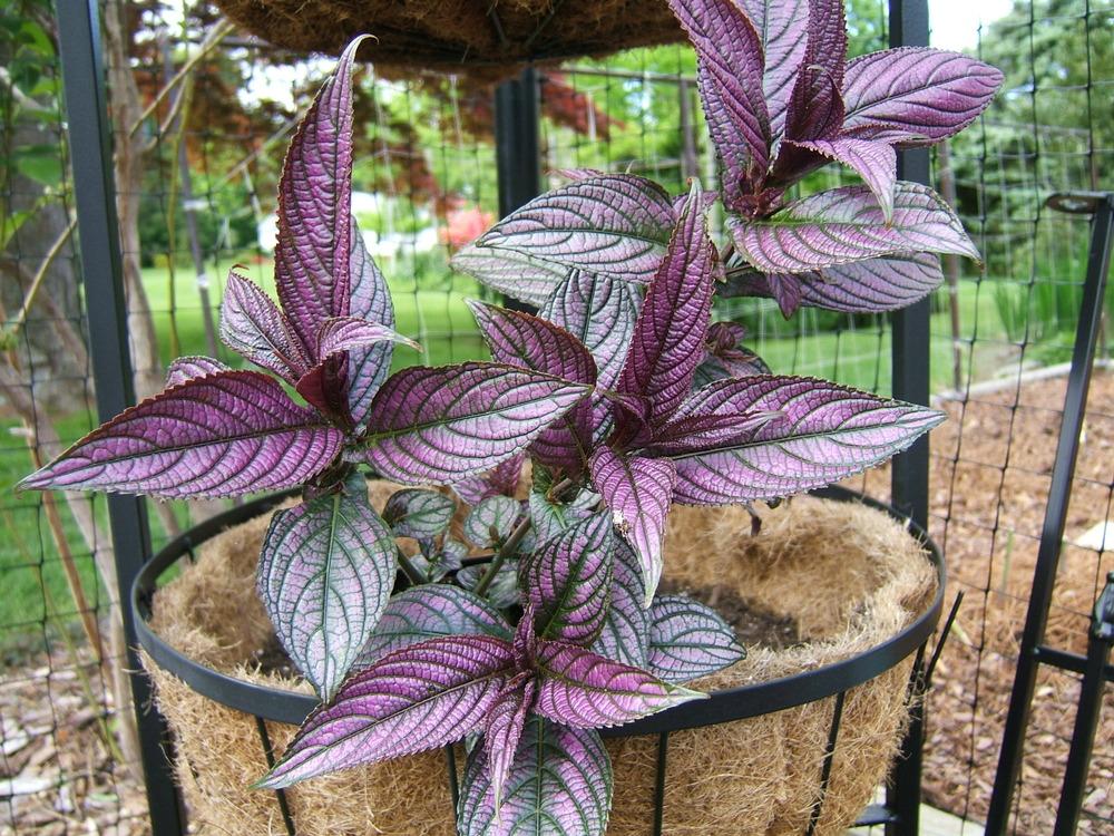 Photo of Persian Shield (Strobilanthes auriculatus var. dyeriana) uploaded by pirl
