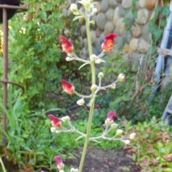 Location: Cedarhome, Washington
Date: 2014-08-09
Teeny blooms, hummingbird magnets