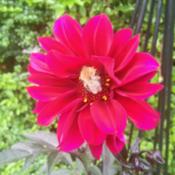 It really is cerise. I post one with a bee for scale. The next ph