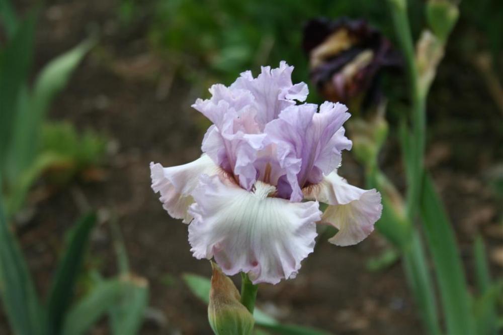 Photo of Tall Bearded Iris (Iris 'Dearie') uploaded by KentPfeiffer