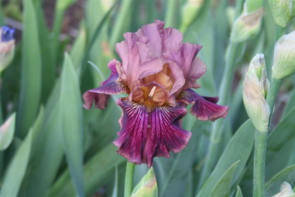 Photo of Tall Bearded Iris (Iris 'Dragon King') uploaded by KentPfeiffer