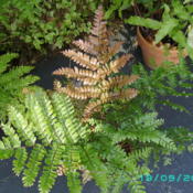 the Mahogany Fern is very easy to grow and tolerates our dry air 