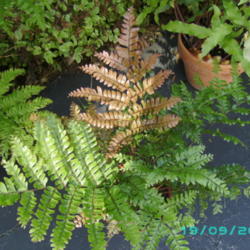 Location: Buffalo, NY
Date: 2013-09-19
the Mahogany Fern is very easy to grow and tolerates our dry air 