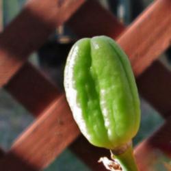 Location: Northern California Zone 9b
Date: 2014-08-12
Regal Giant seed pod.