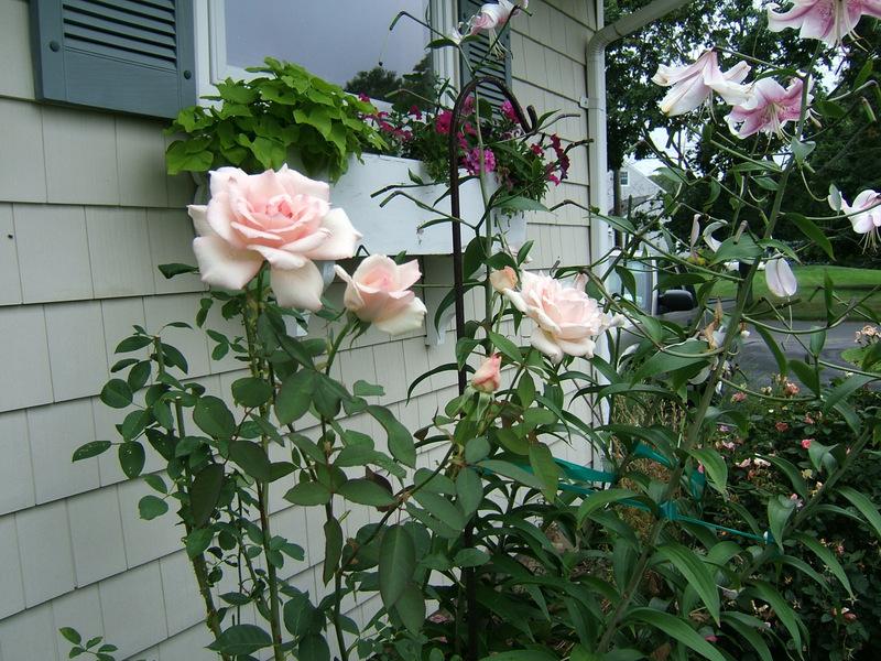 Photo of Rose (Rosa 'Lagerfeld') uploaded by pirl