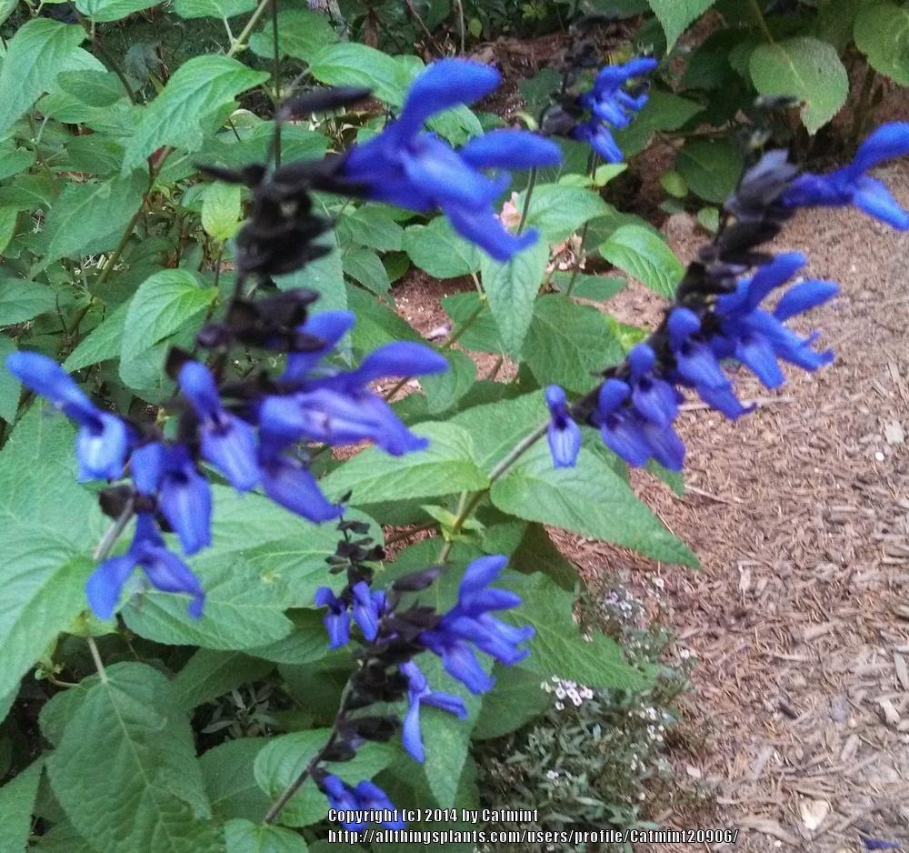 Photo of Anise-Scented Sage (Salvia coerulea 'Black and Blue') uploaded by Catmint20906