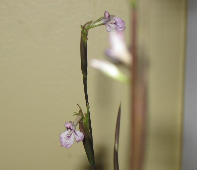 Photo of Prayer Plant (Maranta leuconeura) uploaded by MotherRaphaela