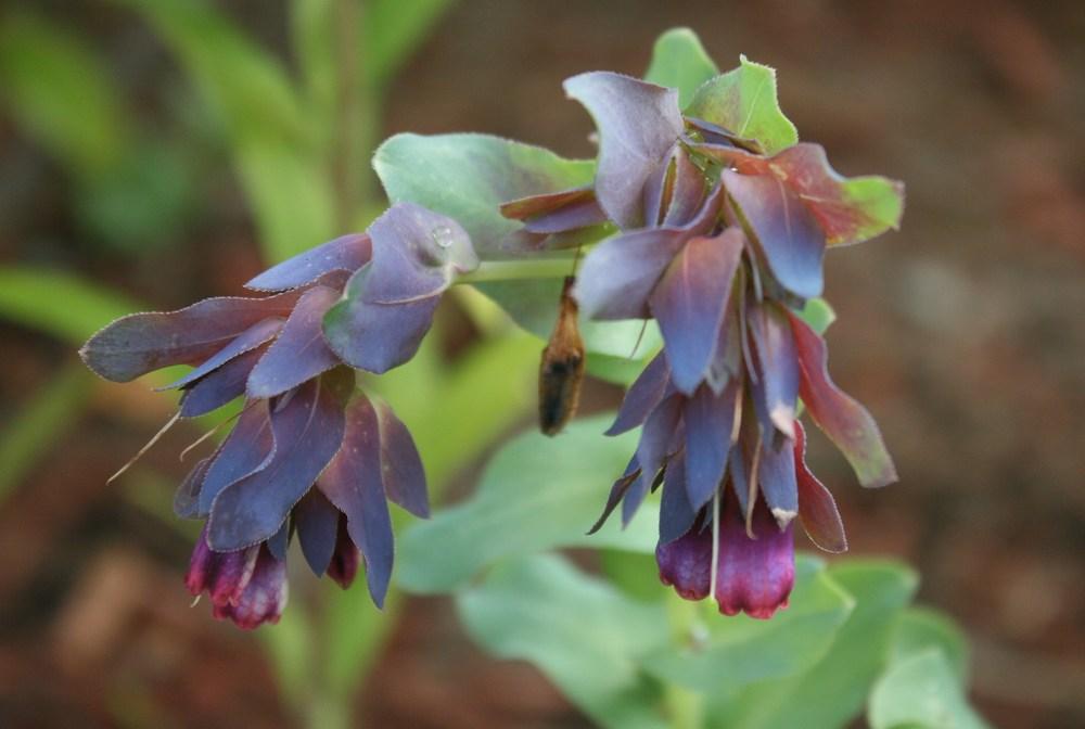 Photo of Honeywort (Cerinthe major subsp. purpurascens) uploaded by Daylilybaby