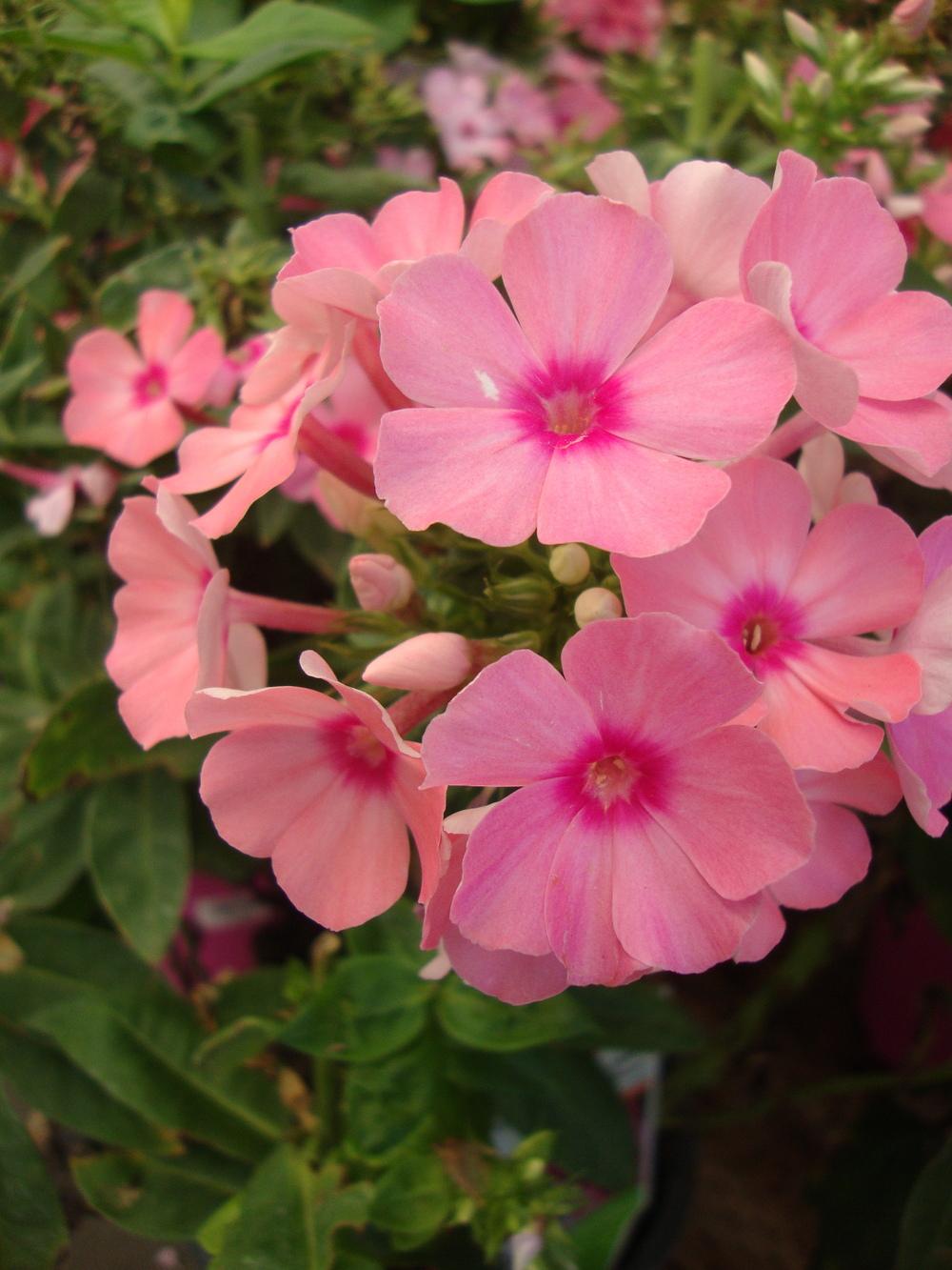 Photo of Garden Phlox (Phlox paniculata Flame™ Pink) uploaded by Paul2032