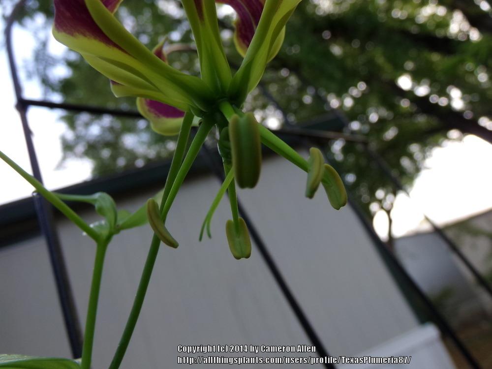 Photo of Gloriosa Lily (Gloriosa superba 'Rothschildiana') uploaded by TexasPlumeria87