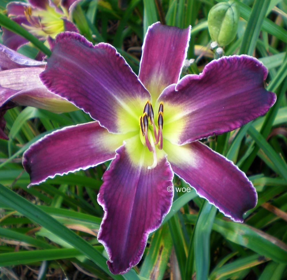 Photo of Daylily (Hemerocallis 'Increased Complexity') uploaded by mainstreet