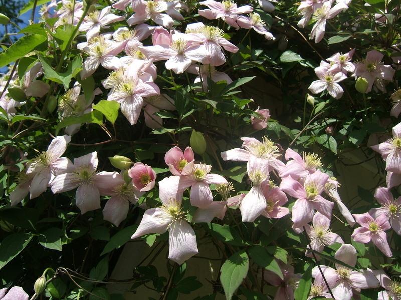 Photo of Clematis (Clematis montana 'Mayleen') uploaded by pirl