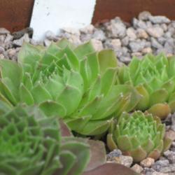 Location: Pot Collection
Date: 2014-08-22
Newly planted as received from SMG Succulents