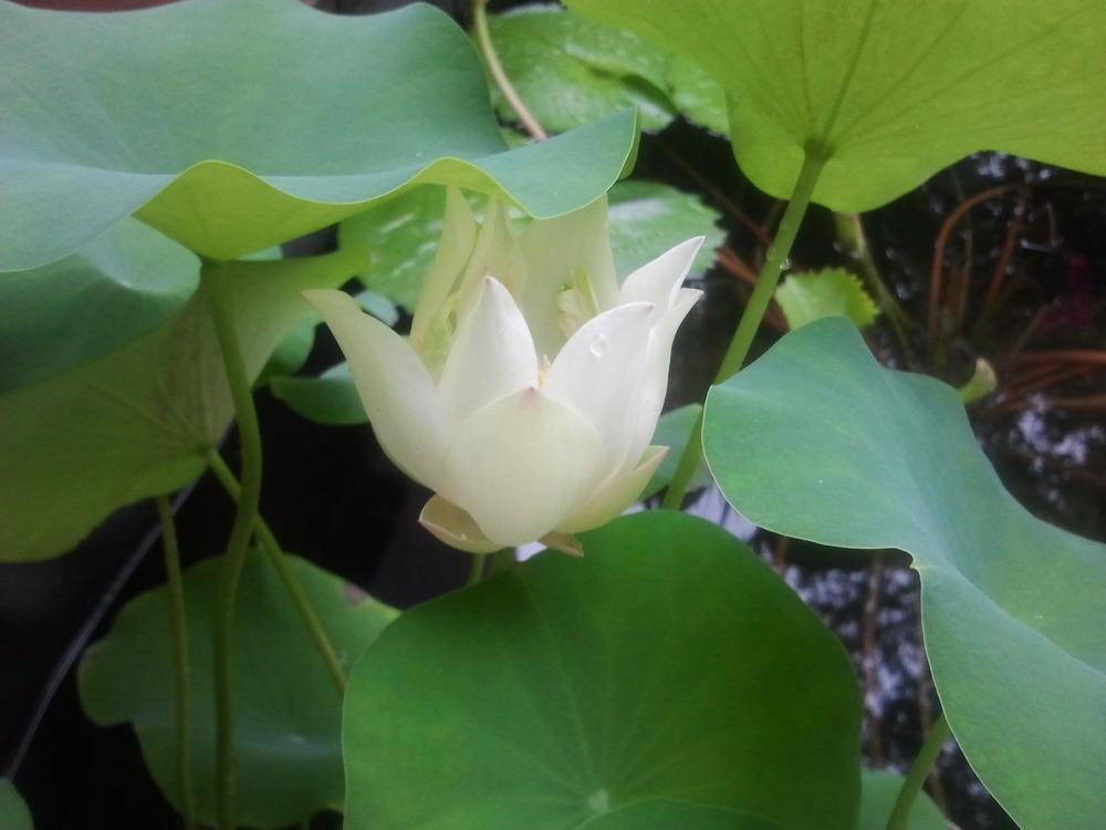 Photo of Lotus (Nelumbo nucifera 'Baby Doll') uploaded by dyzzypyxxy