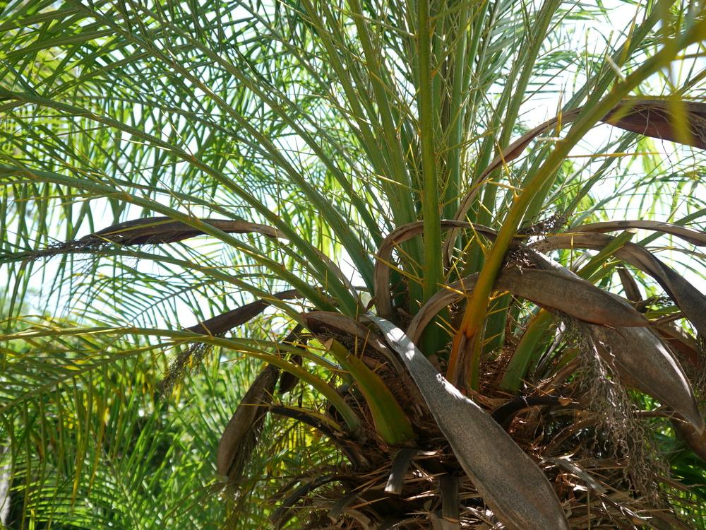 Photo of Pygmy Date Palm (Phoenix roebelenii) uploaded by dyzzypyxxy