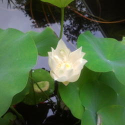 Location: my garden, Sarasota FL
Date: 2011-07-08