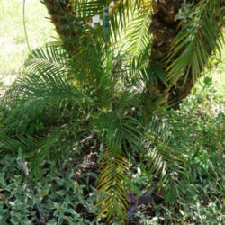Location: my garden, Sarasota FL
Date: 2014-08-22
New palm 'pup' at the base of a three-stem clump
