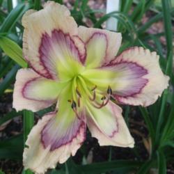 Location: Daylily Place Lillian Al 
Date: 2014-05-22
Photo Courtesy of Fred Manning, Daylily Place. Used With Permissi