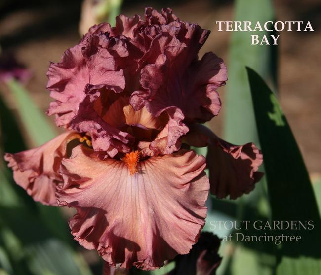 Photo of Tall Bearded Iris (Iris 'Terracotta Bay') uploaded by Calif_Sue