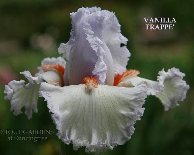 Photo of Tall Bearded Iris (Iris 'Vanilla Frappé') uploaded by Calif_Sue