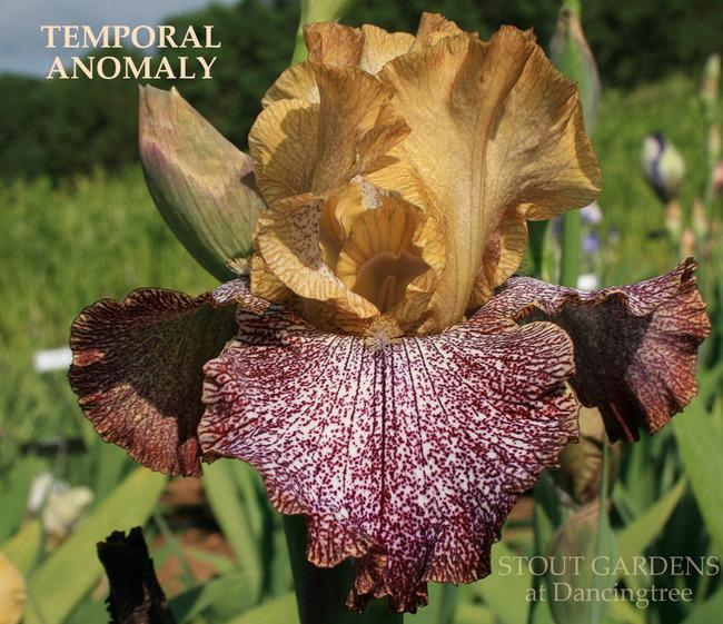 Photo of Tall Bearded Iris (Iris 'Temporal Anomaly') uploaded by Calif_Sue