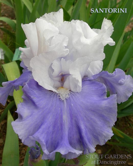 Photo of Tall Bearded Iris (Iris 'Santorini') uploaded by Calif_Sue