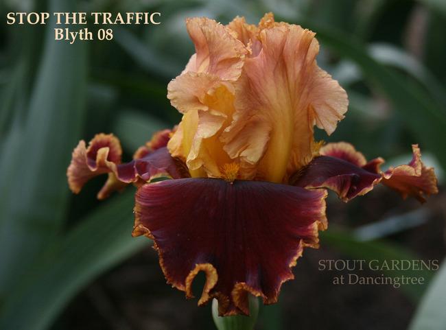 Photo of Tall Bearded Iris (Iris 'Stop the Traffic') uploaded by Calif_Sue