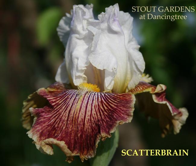Photo of Tall Bearded Iris (Iris 'Scatterbrain') uploaded by Calif_Sue