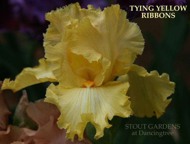 Photo of Tall Bearded Iris (Iris 'Tying Yellow Ribbons') uploaded by Calif_Sue