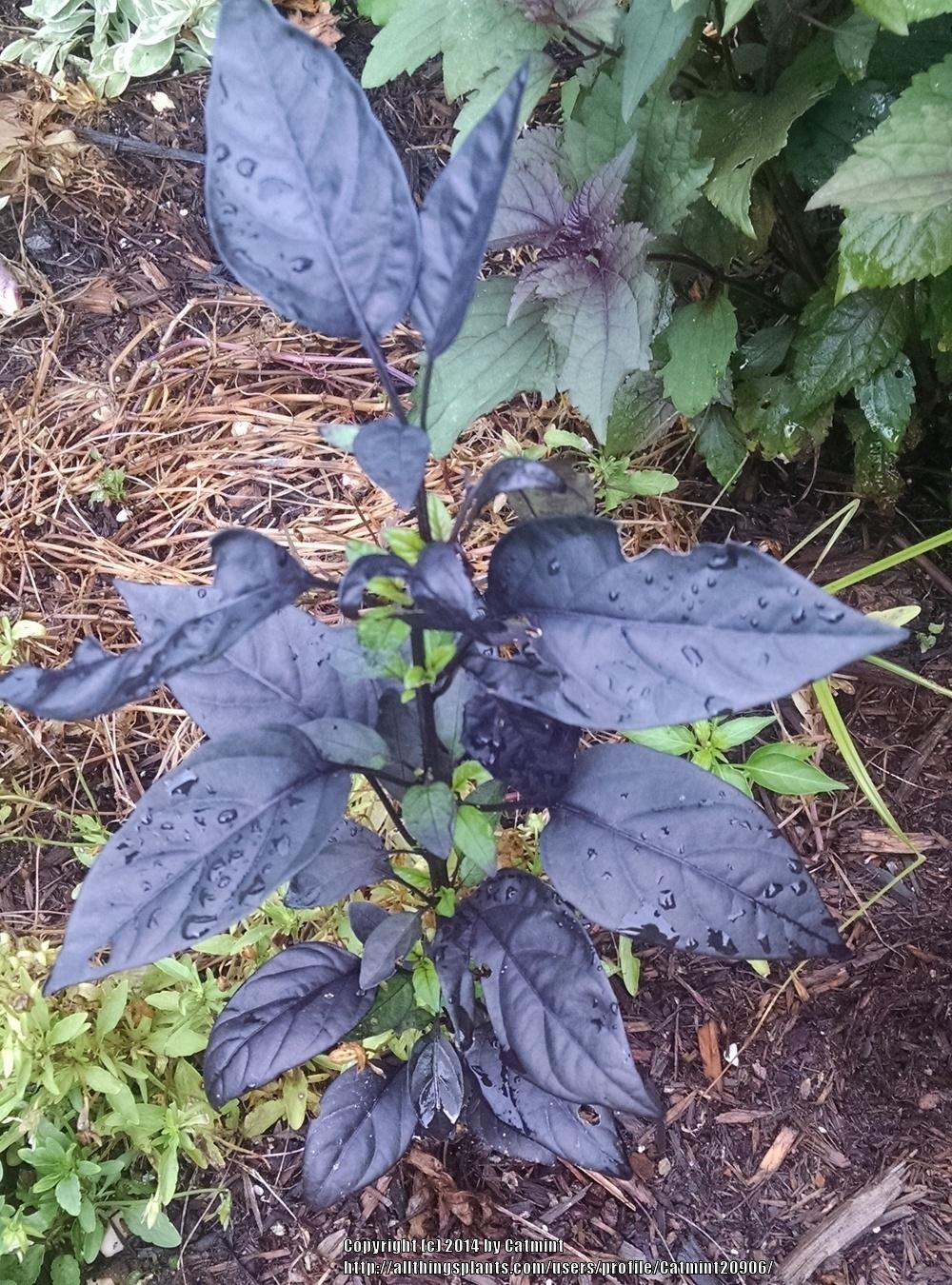 Photo of Ornamental Pepper (Capsicum annuum 'Black Pearl') uploaded by Catmint20906